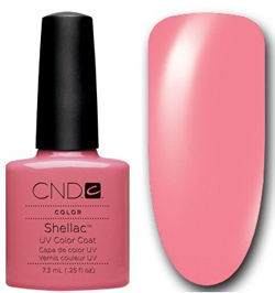 piękna różowa hybryda Shellac Rose Bud 